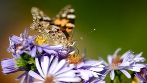 Preview wallpaper flowers, butterfly, wings, pattern, small