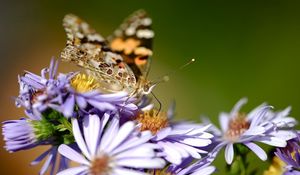 Preview wallpaper flowers, butterfly, wings, pattern, small