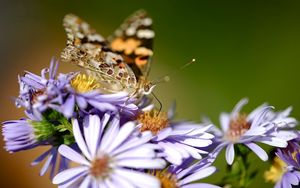 Preview wallpaper flowers, butterfly, wings, pattern, small