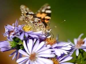 Preview wallpaper flowers, butterfly, wings, pattern, small