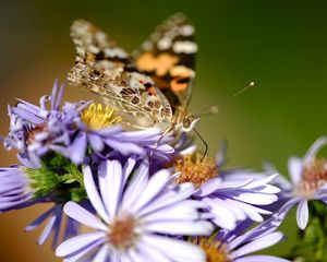 Preview wallpaper flowers, butterfly, wings, pattern, small