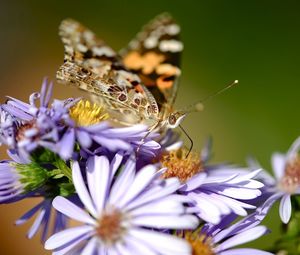 Preview wallpaper flowers, butterfly, wings, pattern, small