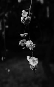 Preview wallpaper flowers, bw, flowering, macro, branch, spring