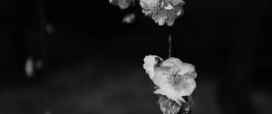 Preview wallpaper flowers, bw, flowering, macro, branch, spring