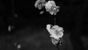 Preview wallpaper flowers, bw, flowering, macro, branch, spring