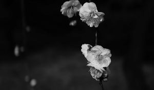 Preview wallpaper flowers, bw, flowering, macro, branch, spring