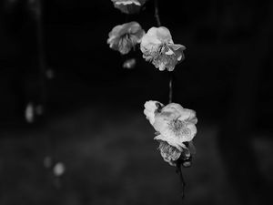 Preview wallpaper flowers, bw, flowering, macro, branch, spring