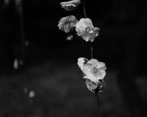 Preview wallpaper flowers, bw, flowering, macro, branch, spring