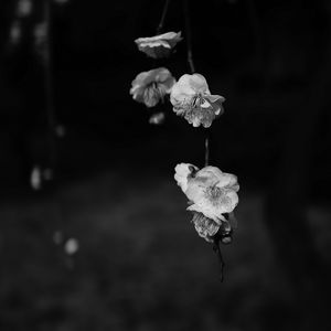 Preview wallpaper flowers, bw, flowering, macro, branch, spring