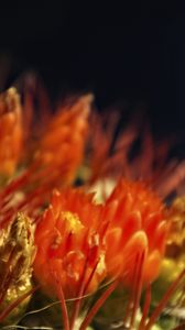 Preview wallpaper flowers, cactus, red, macro