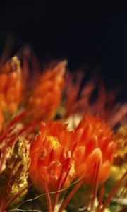 Preview wallpaper flowers, cactus, red, macro