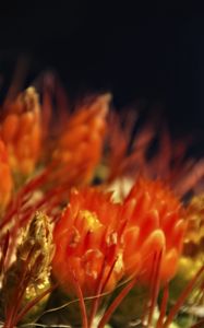 Preview wallpaper flowers, cactus, red, macro