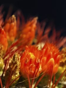 Preview wallpaper flowers, cactus, red, macro