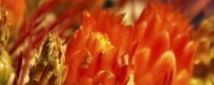 Preview wallpaper flowers, cactus, red, macro