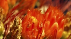 Preview wallpaper flowers, cactus, red, macro