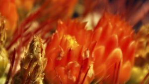 Preview wallpaper flowers, cactus, red, macro