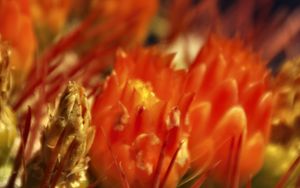 Preview wallpaper flowers, cactus, red, macro