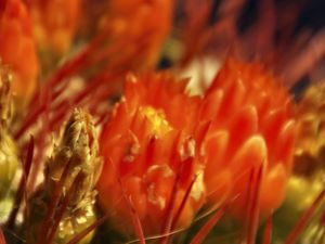 Preview wallpaper flowers, cactus, red, macro