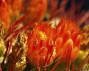 Preview wallpaper flowers, cactus, red, macro