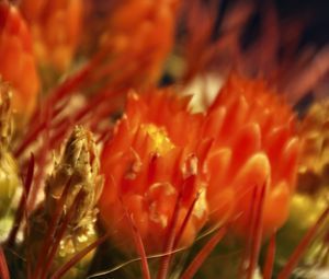 Preview wallpaper flowers, cactus, red, macro