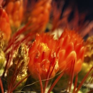 Preview wallpaper flowers, cactus, red, macro