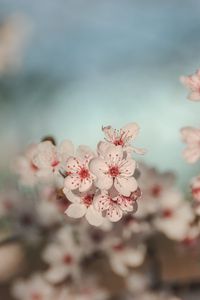 Preview wallpaper flowers, cherry, blur, macro