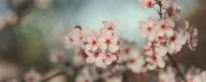 Preview wallpaper flowers, cherry, blur, macro