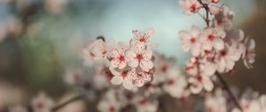 Preview wallpaper flowers, cherry, blur, macro