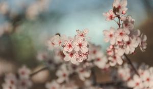 Preview wallpaper flowers, cherry, blur, macro