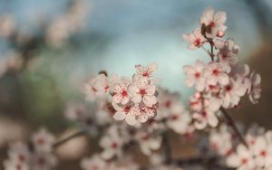 Preview wallpaper flowers, cherry, blur, macro