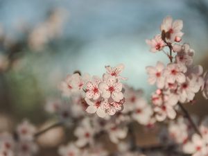 Preview wallpaper flowers, cherry, blur, macro