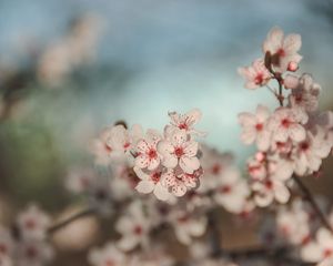 Preview wallpaper flowers, cherry, blur, macro