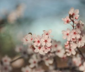 Preview wallpaper flowers, cherry, blur, macro