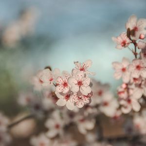 Preview wallpaper flowers, cherry, blur, macro