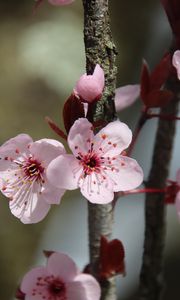 Preview wallpaper flowers, cherry, branch, macro