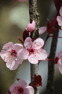 Preview wallpaper flowers, cherry, branch, macro