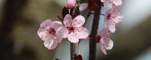 Preview wallpaper flowers, cherry, branch, macro