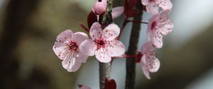 Preview wallpaper flowers, cherry, branch, macro