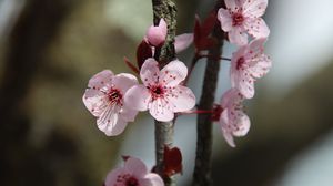 Preview wallpaper flowers, cherry, branch, macro