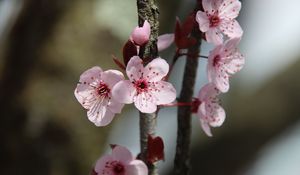 Preview wallpaper flowers, cherry, branch, macro