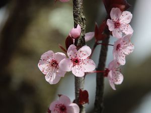 Preview wallpaper flowers, cherry, branch, macro