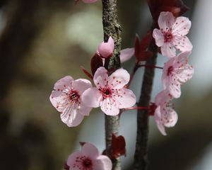 Preview wallpaper flowers, cherry, branch, macro