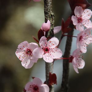 Preview wallpaper flowers, cherry, branch, macro