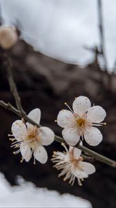 Preview wallpaper flowers, cherry, branches, snow