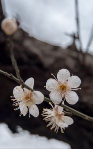 Preview wallpaper flowers, cherry, branches, snow