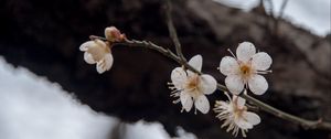 Preview wallpaper flowers, cherry, branches, snow