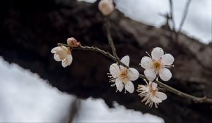 Preview wallpaper flowers, cherry, branches, snow