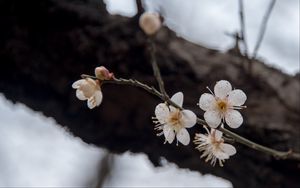 Preview wallpaper flowers, cherry, branches, snow