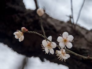 Preview wallpaper flowers, cherry, branches, snow