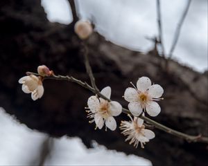 Preview wallpaper flowers, cherry, branches, snow
